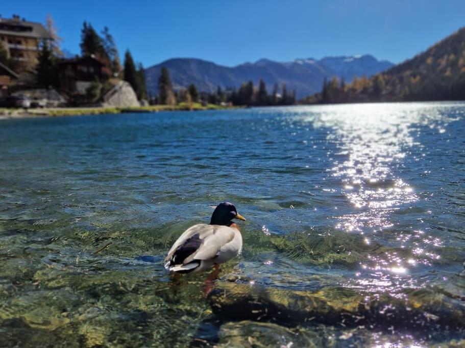 Superbe Appartement Champex-Lac Avec Piscine Et Sauna Екстериор снимка